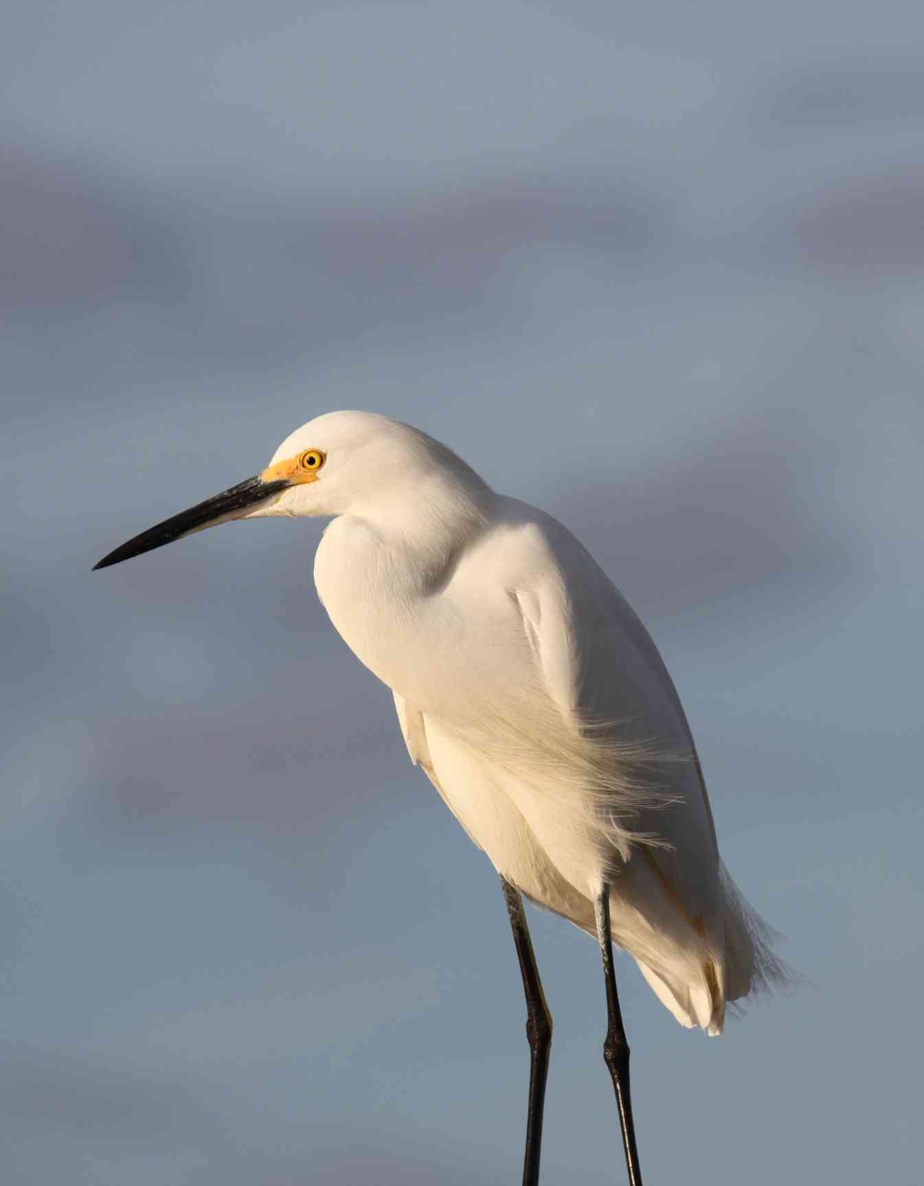 A Snowy Egret with white feathers and a black bill standing in the South Carolina marshes.