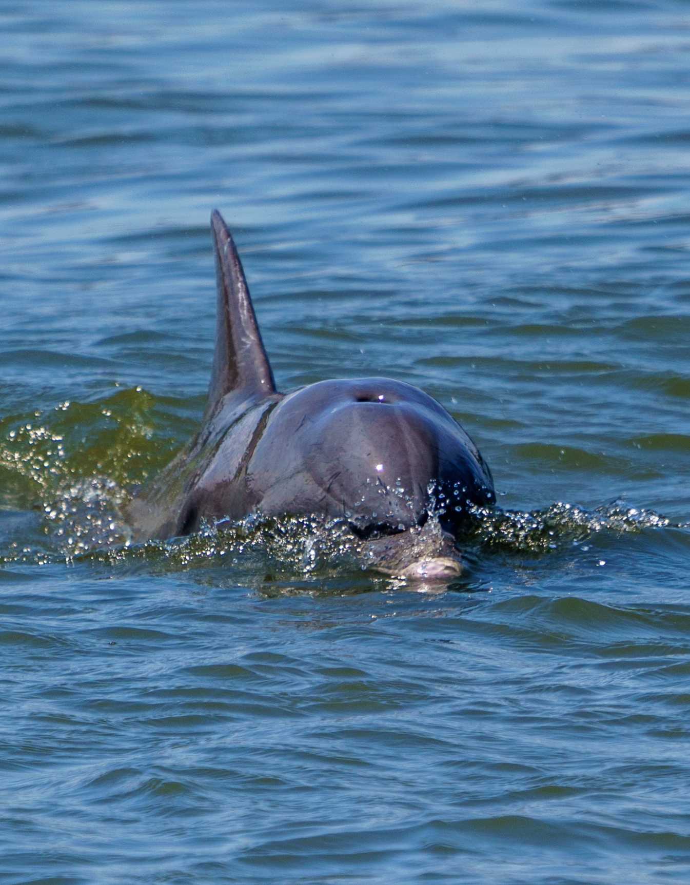 A dolphin surfacing in the coastal waters near Kiawah River.