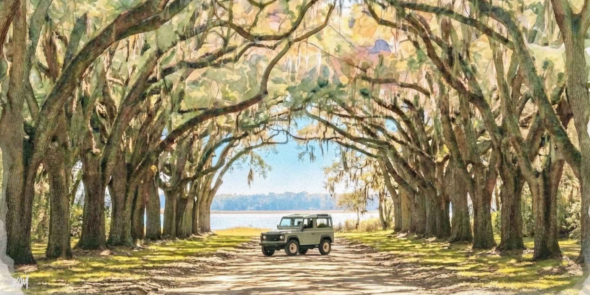 Johns Island SC Live-Oak Canopy Live oak canopy over a road on Johns Island, South Carolina